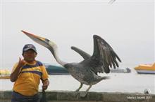 Pelican ensinistrat